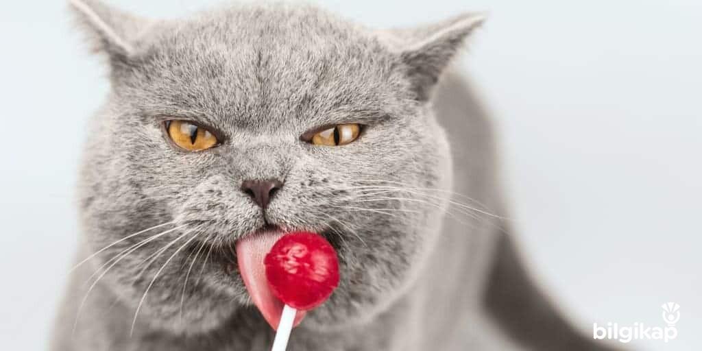 Kedilerde Diyabet Sebebi, Kedilerde Diyabet Nedenleri?  Evcil Hayvanlar Kedi Bakımı